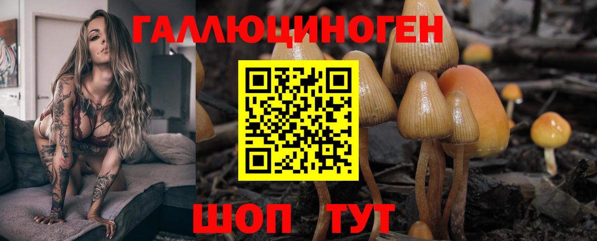 Псилоцибиновые грибы Psilocybine cubensis Кисловодск